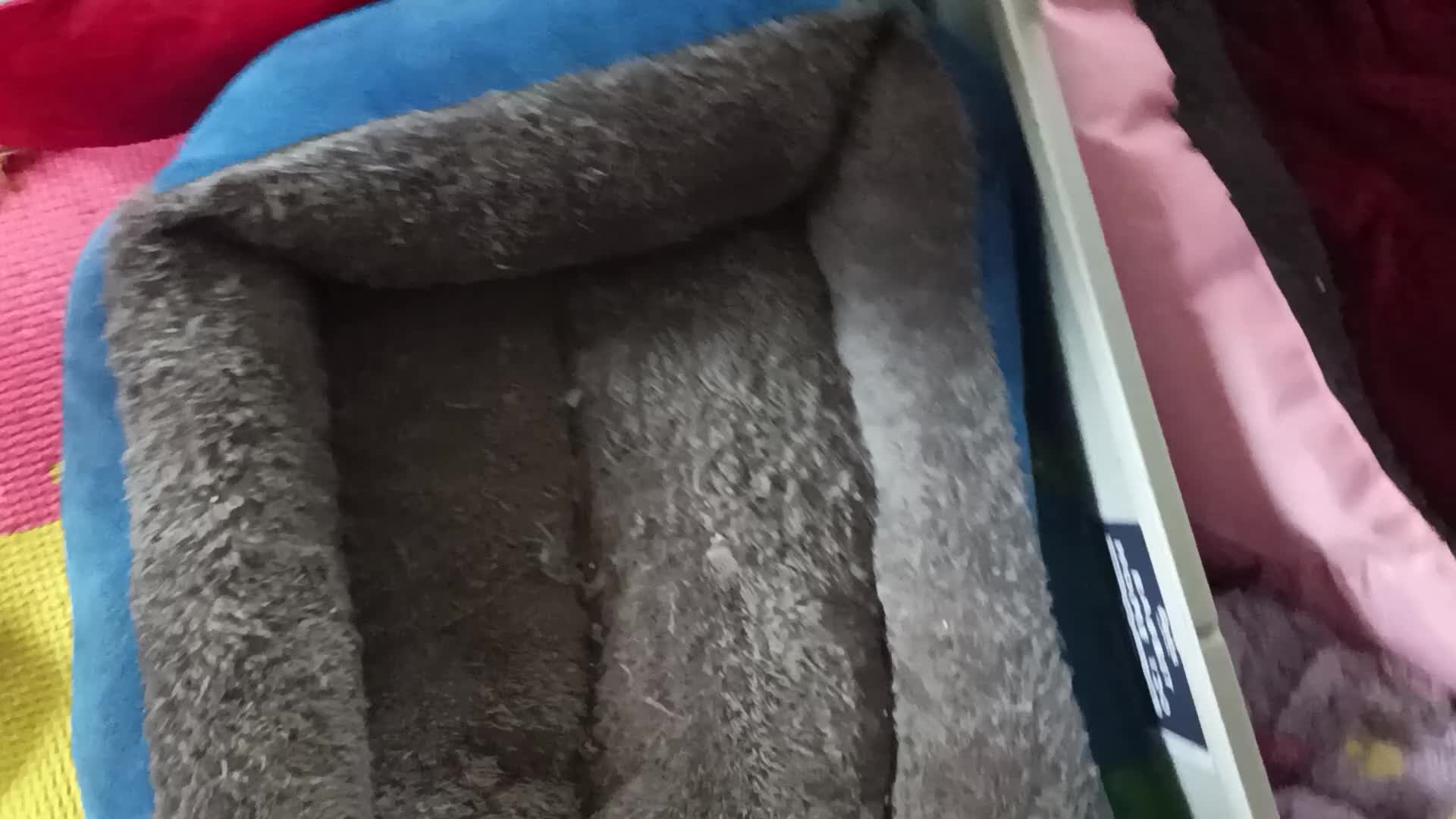 Sphynx cats for sale: GORGEOUS SPHYNX KITTENS 3 BOYS - Video 1