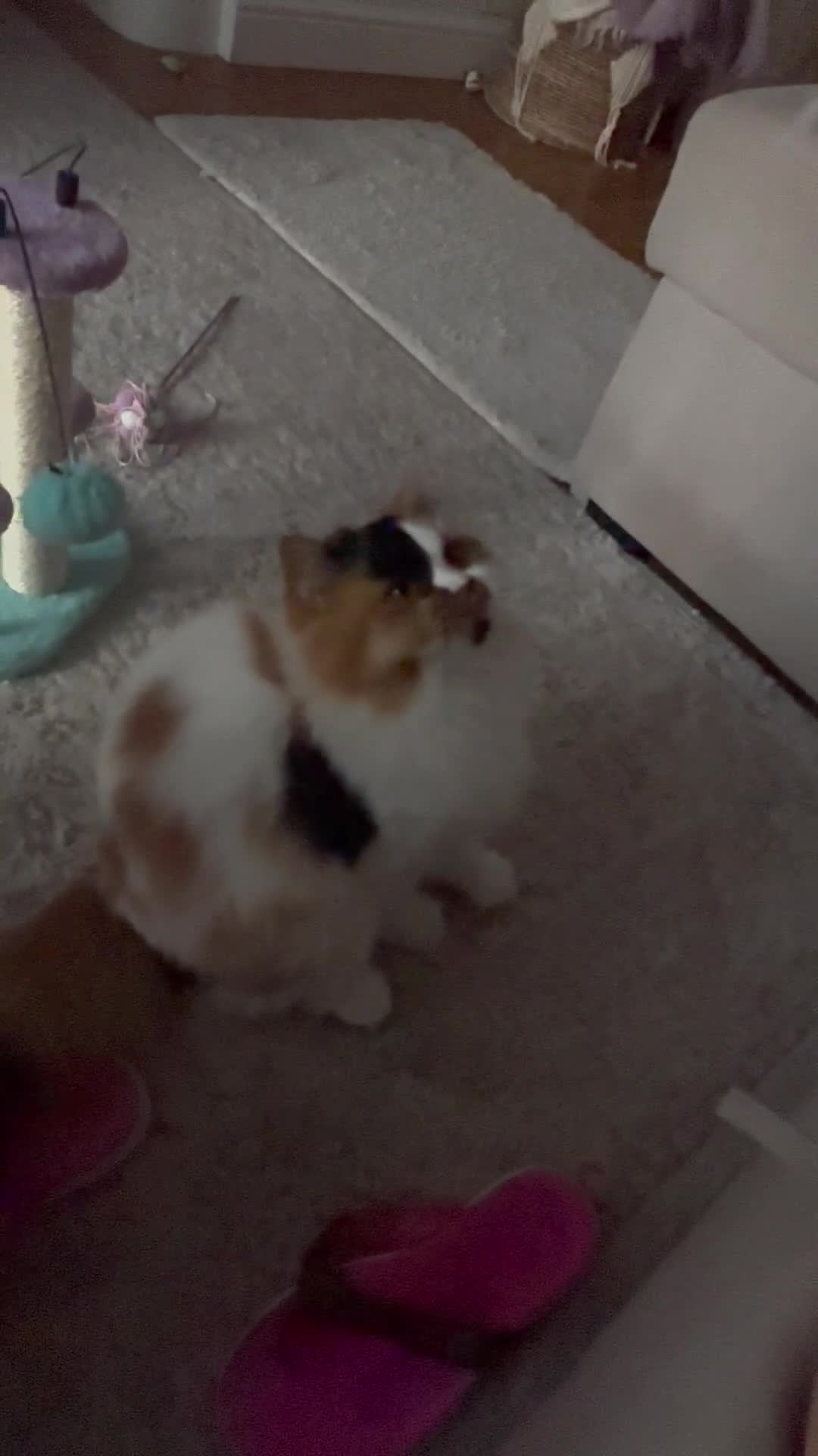 British Longhair cats for sale: 💝 Beautiful Tiger Lily 💝💎🏆 - Video 1
