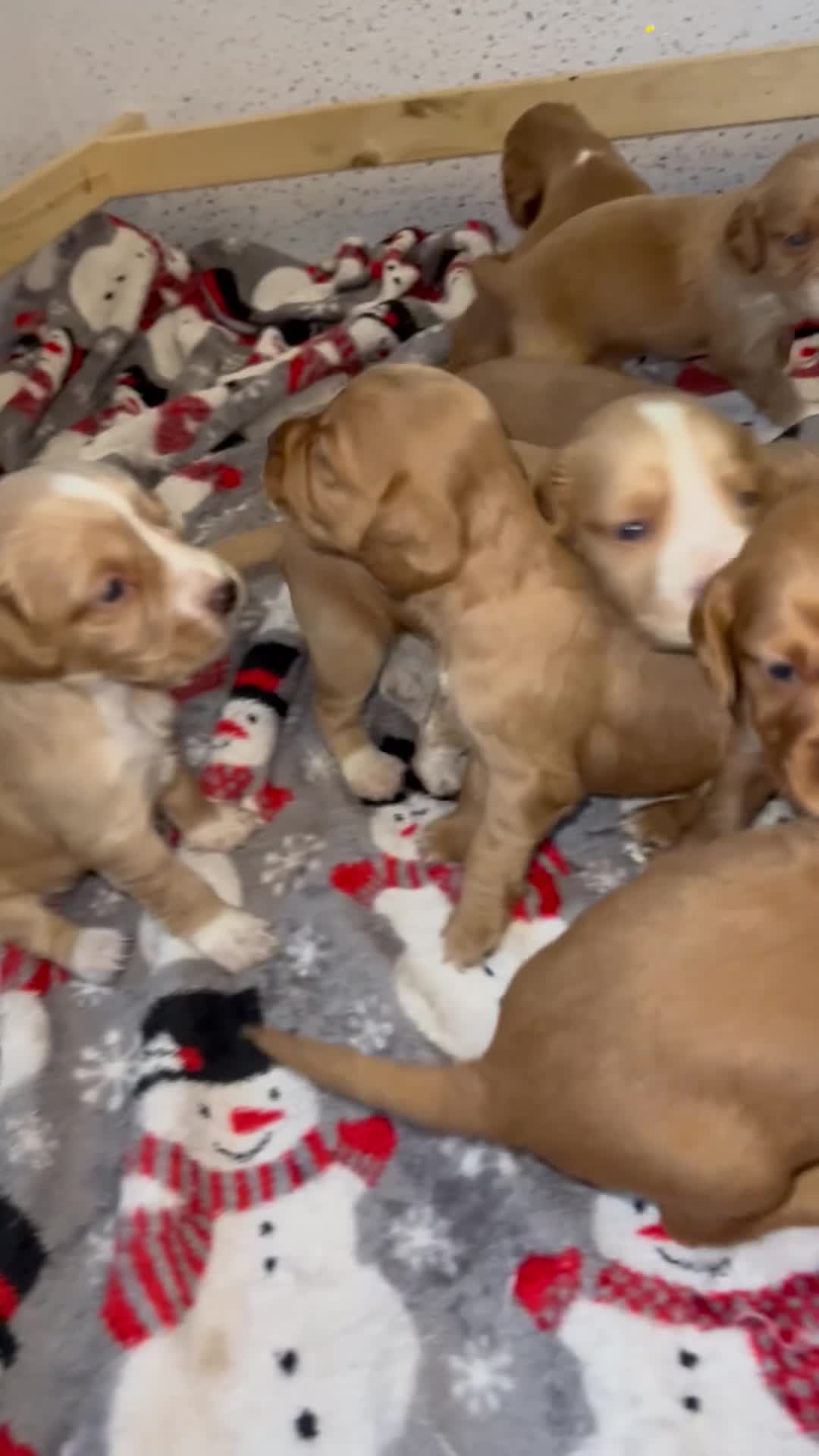 Cocker Spaniel dogs for sale: Cocker spaniel puppies  - Video 1