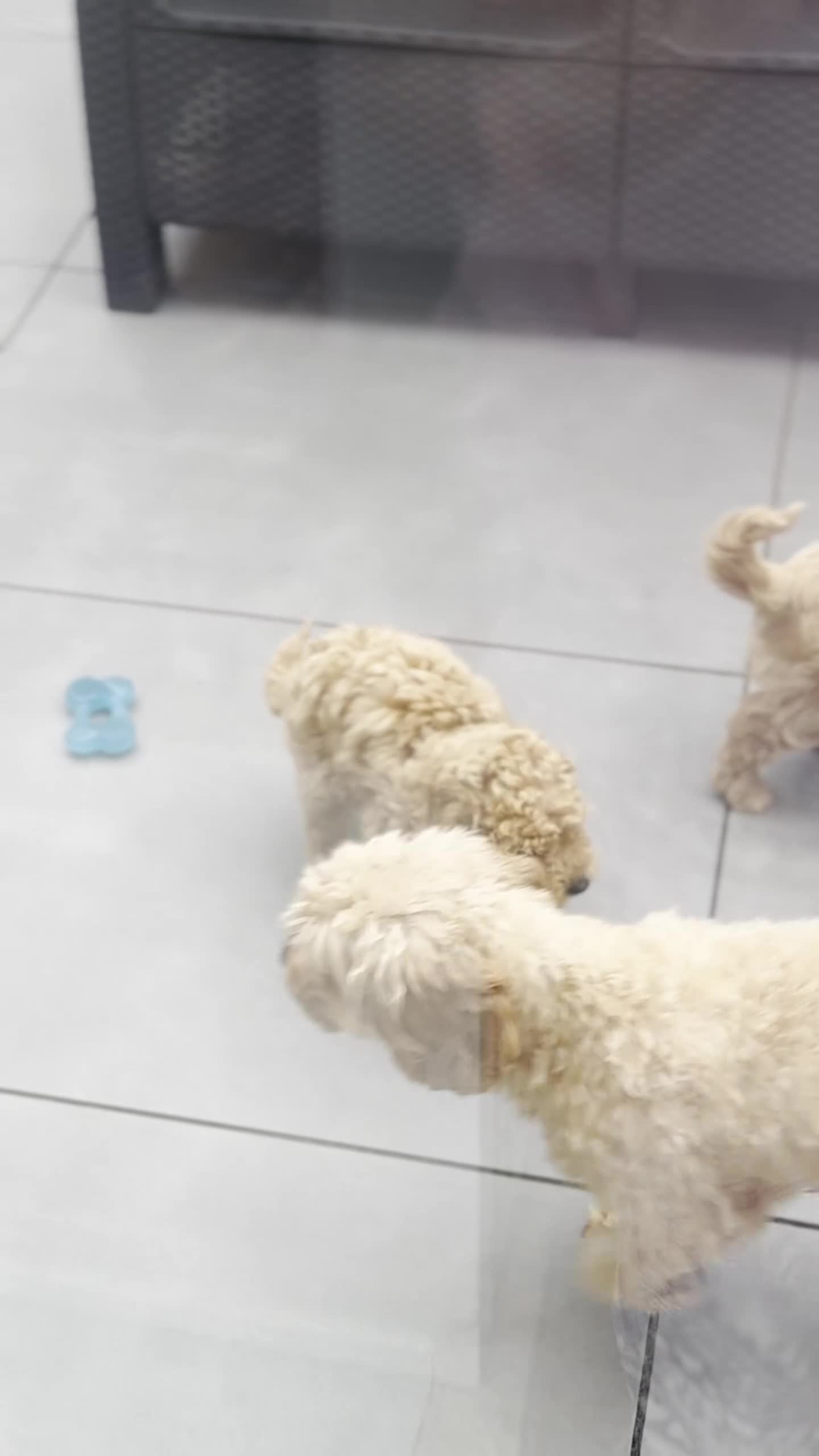 Cockapoo dogs for sale: Toy Cockapoo Puppies - Video 5