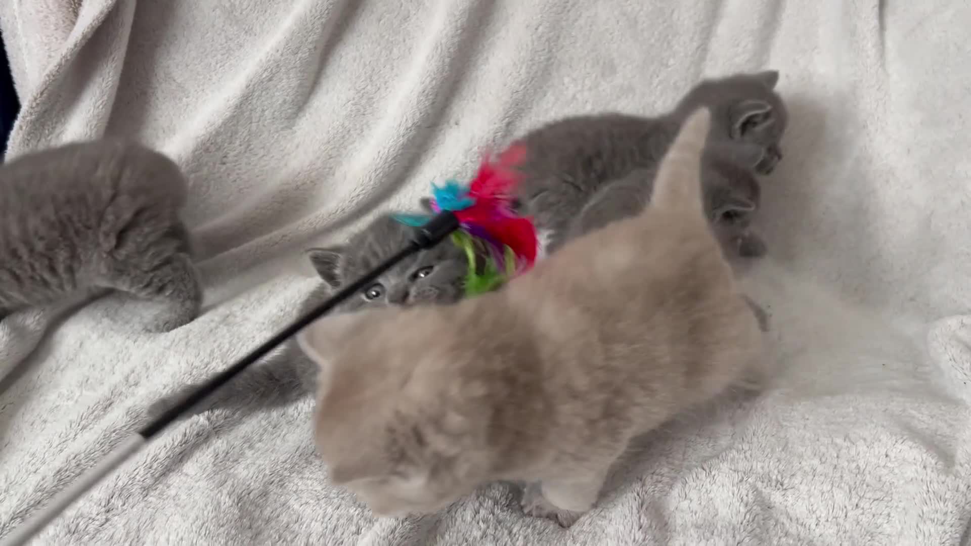 British Shorthair cats for sale: 👑 Championline GCCF registered BSH kittens 👑 - Video 2