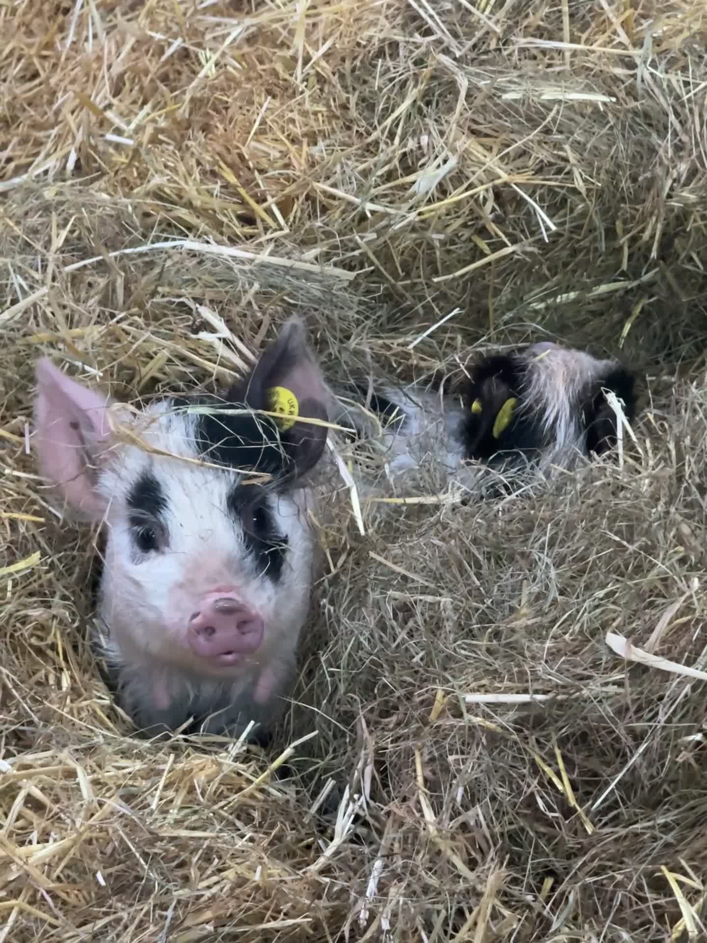 Pig livestock for sale: Kune Kune piglets  - Video 1