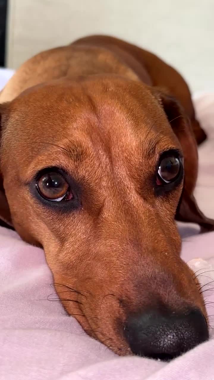 Dachshund dogs for sale: Dachshund in Leeds - Video 1