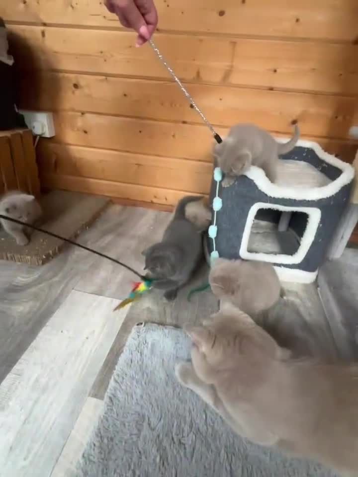 British Shorthair cats for sale: Selling british short hair kittens in Peterhead - Video 1