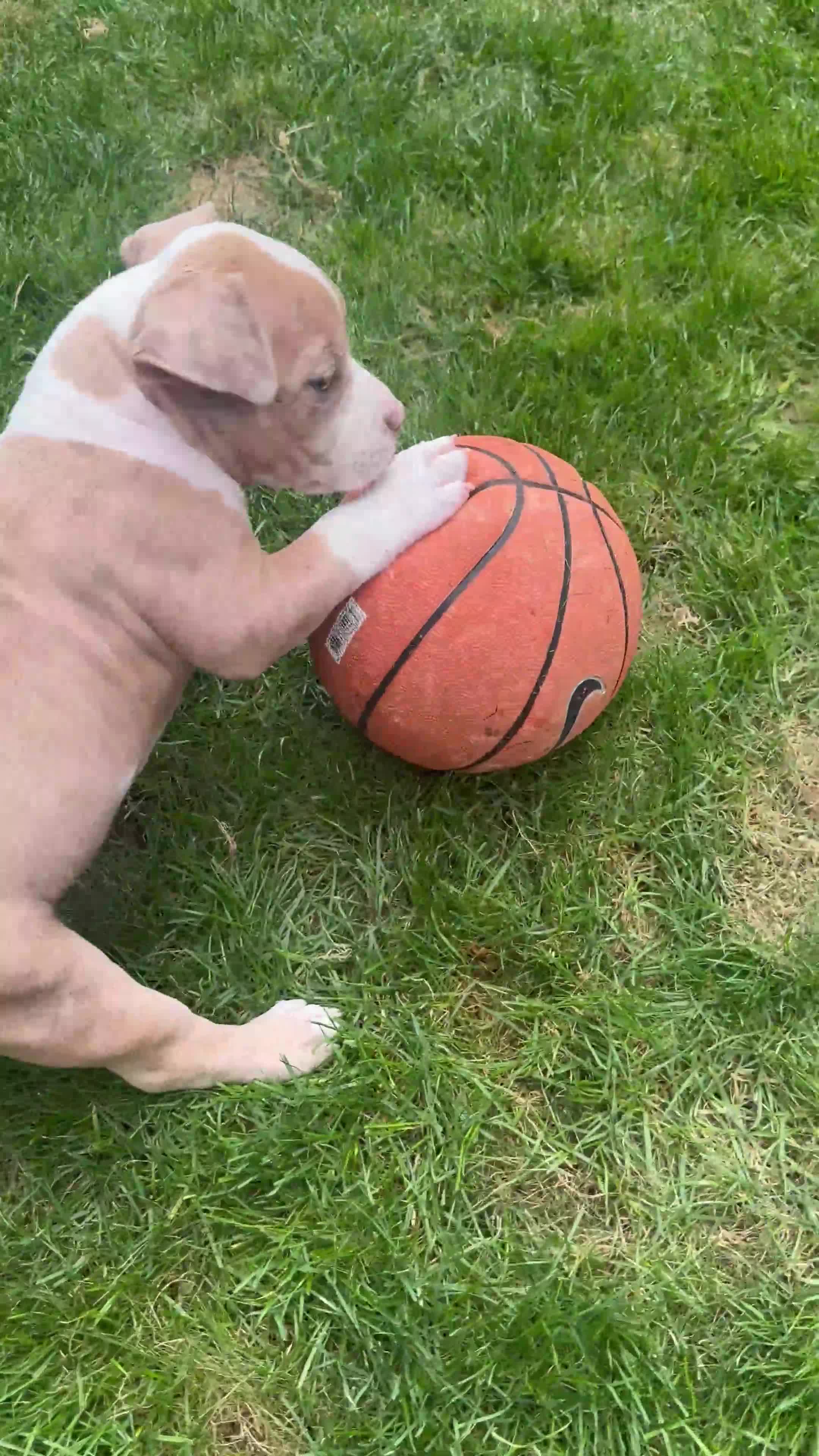 American Bully dogs for sale: American Bully Pocket Female – My First Pick 🐾 - Video 3