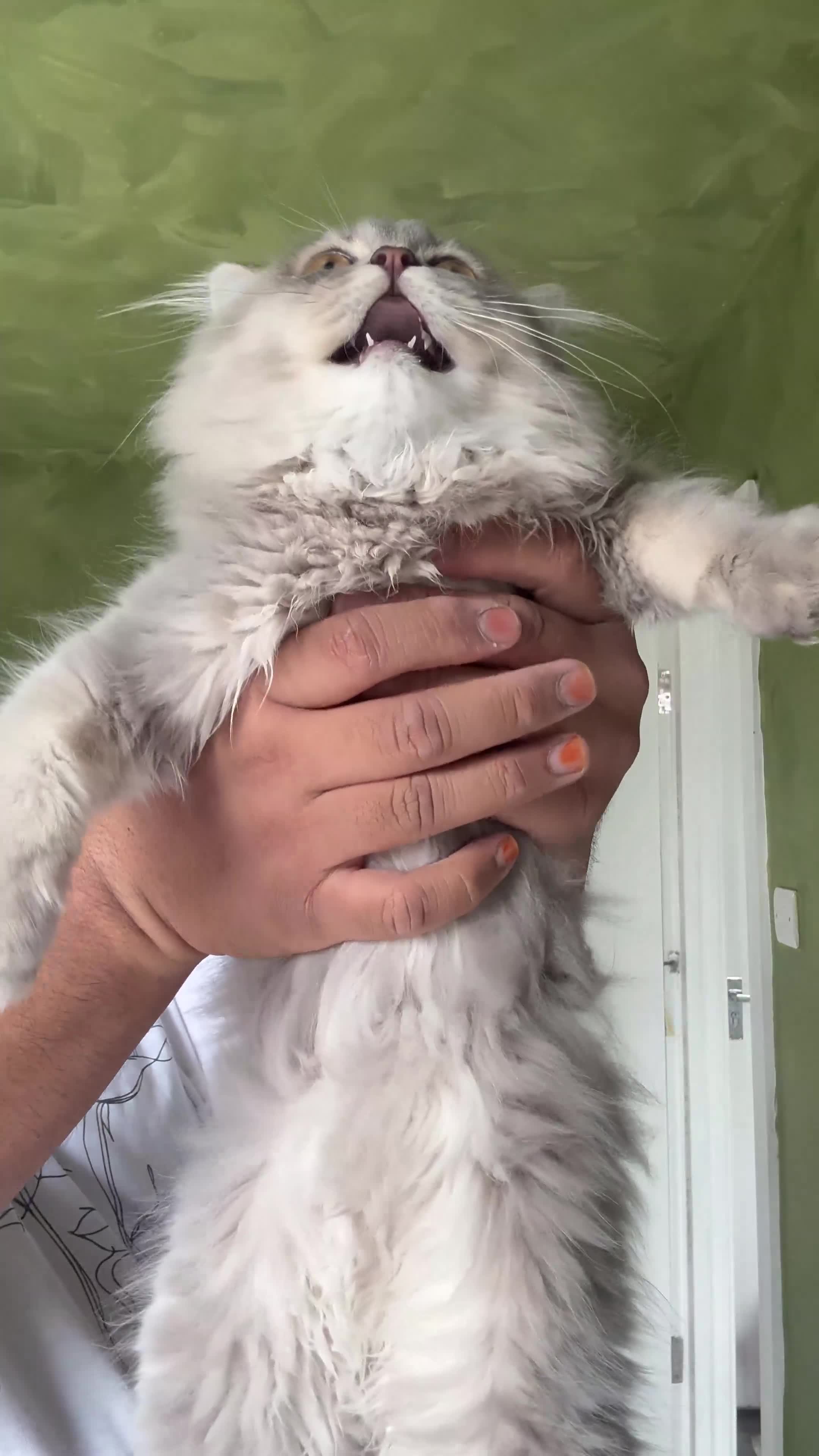 British Longhair cats for sale: Beautiful British Longhair Kittens  - Video 1