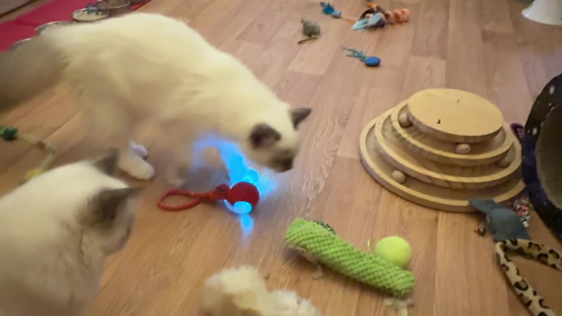 Ragdoll cats for sale: GCCF REGISTERED RAGDOLL KITTENS in Ashton-under-Lyne - Video 5