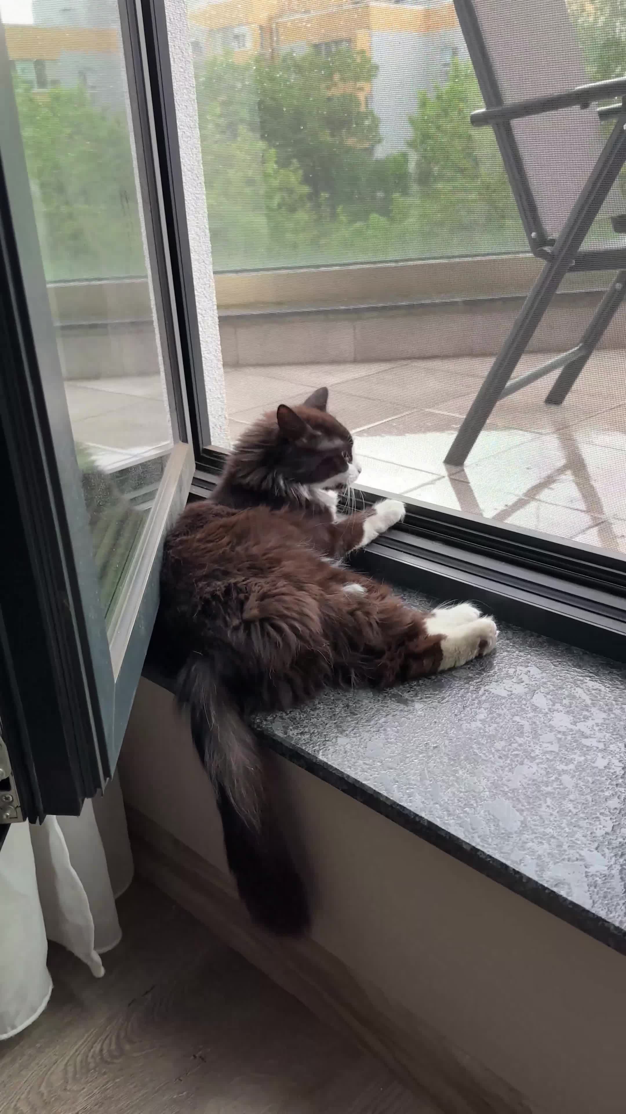 Domestic Shorthair cats for sale: Bulgarian Stray Cat Needing Loving Home - Video 1