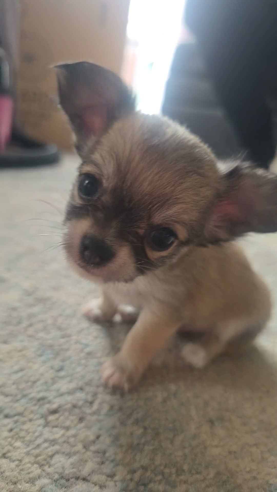 Chihuahua dogs for sale: Adorable Tiny Chihuahua Puppies Ready Soon - Video 1