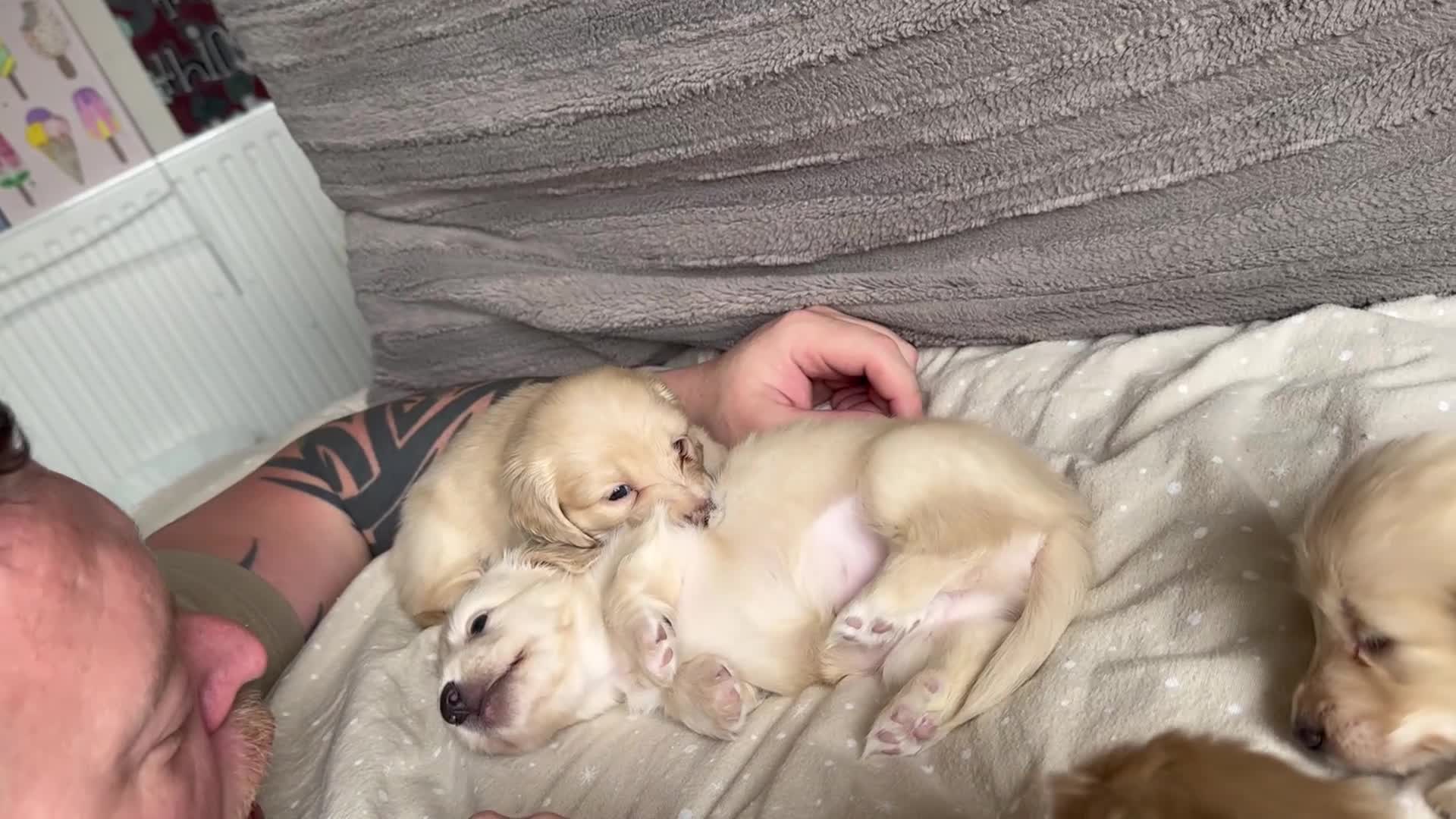 Miniature Dachshund dogs for sale: KC mini cream long hair with beautiful coats - Video 1