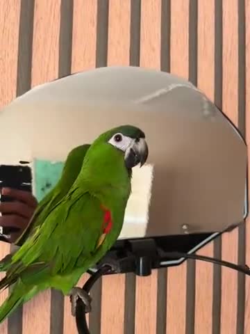 Macaws birds for sale: Muffin in Coulsdon - Video 1