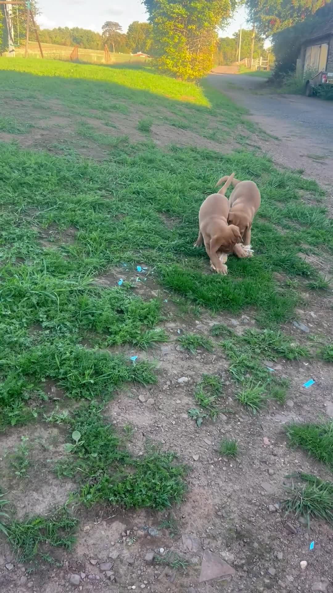 Labrador Retriever dogs for sale: Labrador puppies working or pet - Video 1