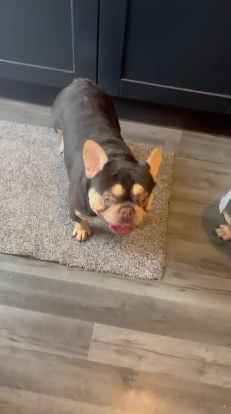 French Bulldog dogs for stud: 🔥🔥STUD🔥🔥 - Video 2