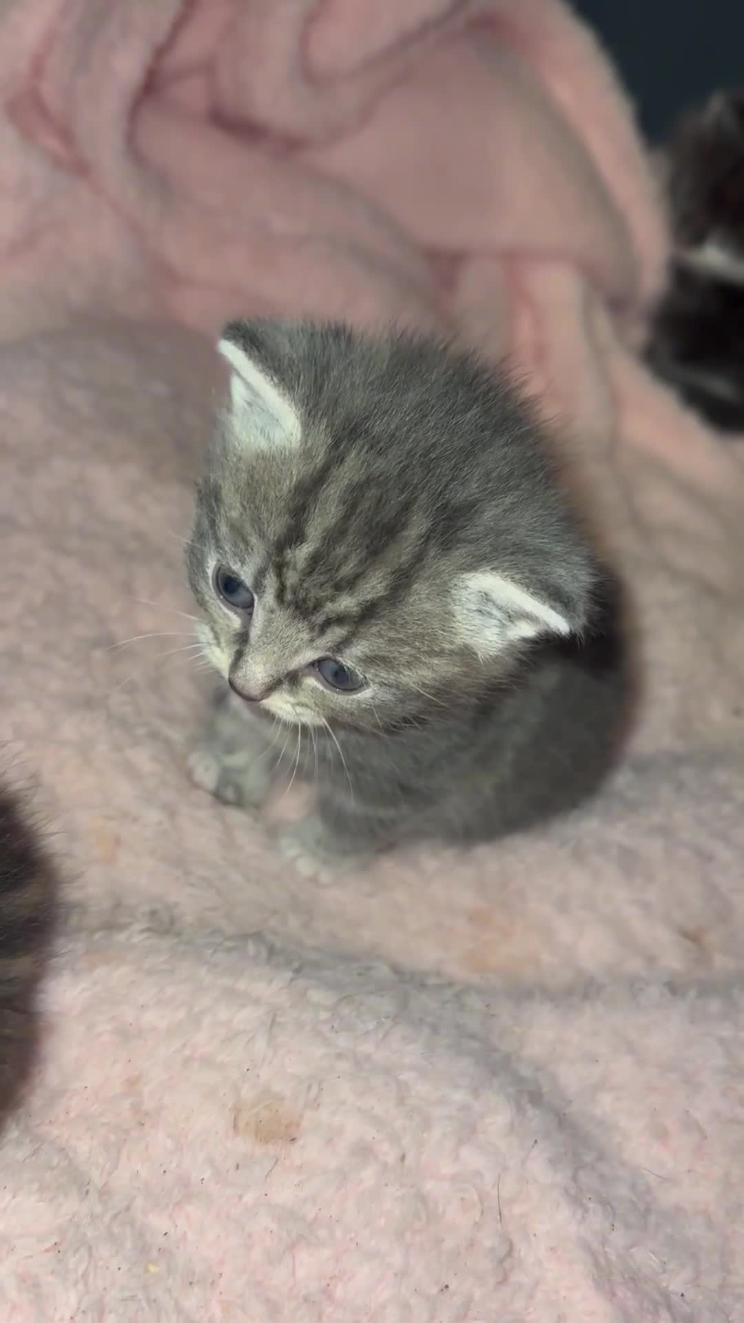 Mixed Breed cats for sale: 2 little girl kittens🩷 - Video 1