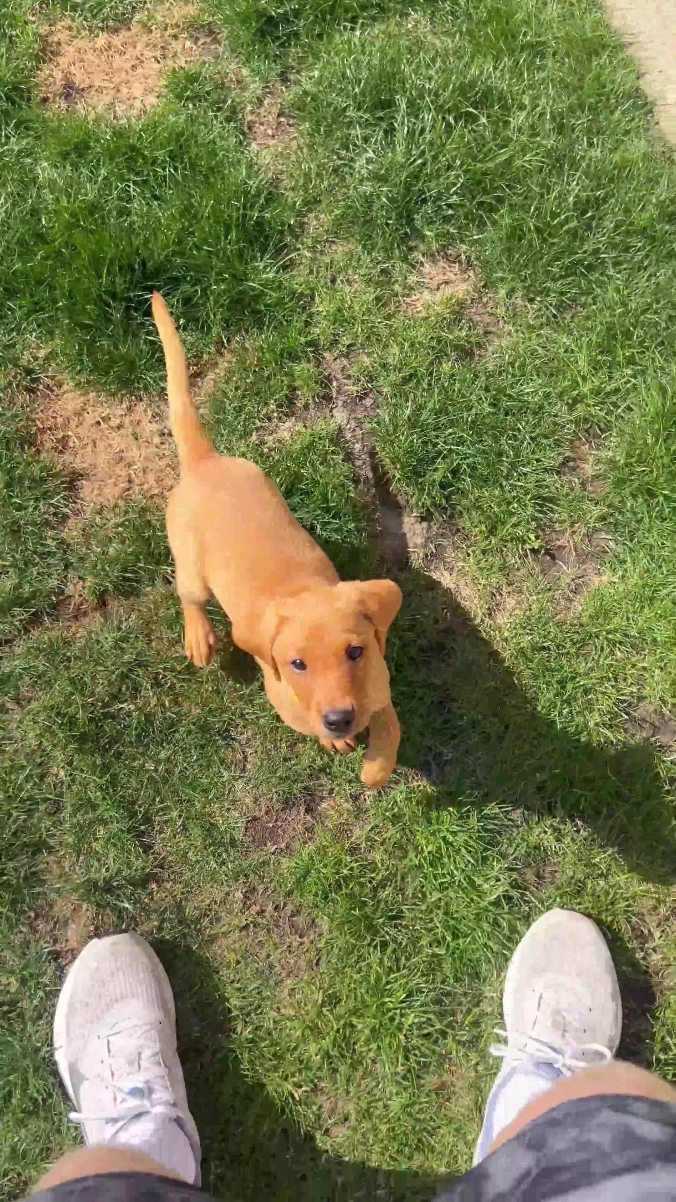 Labrador Retriever dogs for sale: 3 Beautiful Fox Labradors / 1 Boy / 2 Girls  - Video 3