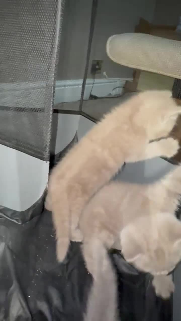 British Shorthair cats for sale: British Shorthair kitten  - Video 5