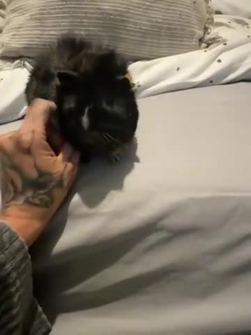 Guinea Pig rodents for sale: Guinea pigs brothers  - Video 2