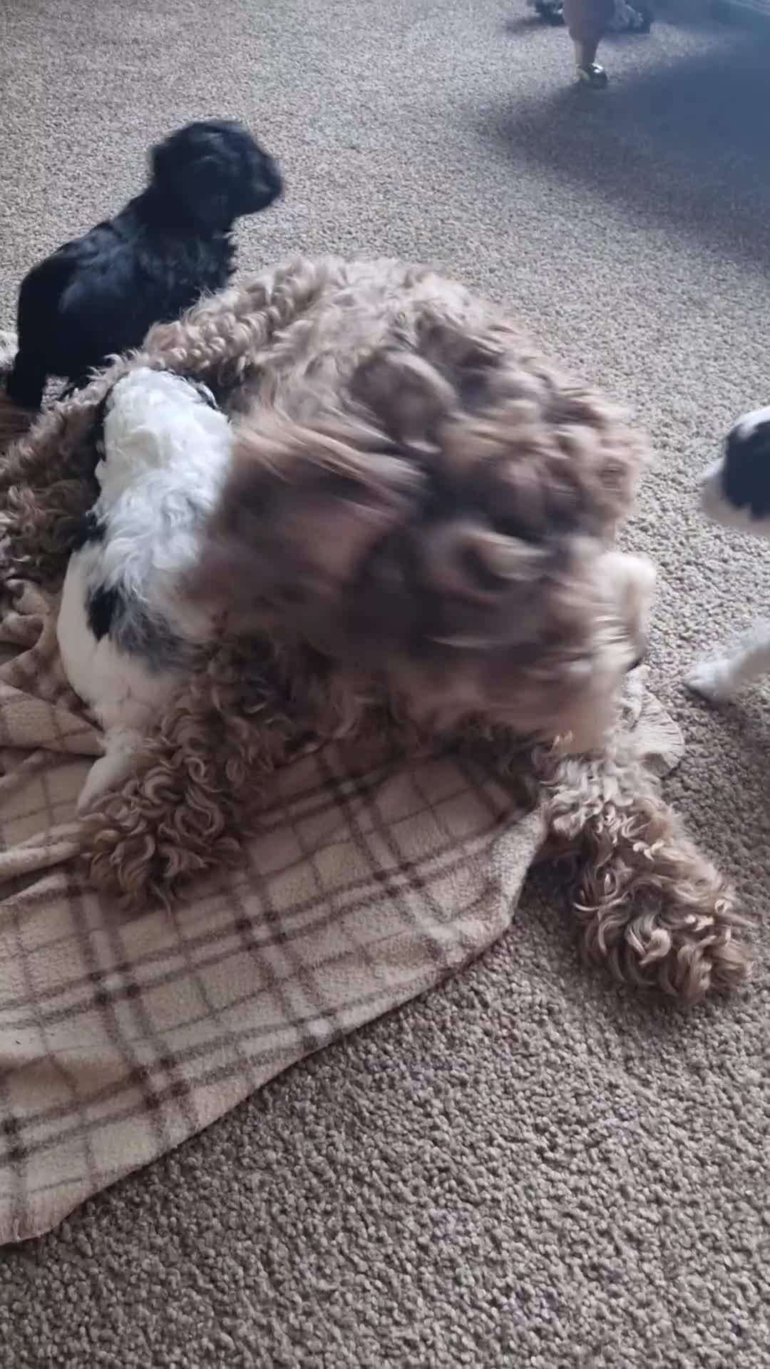 Cockapoo dogs for sale: F1b Cockapoo  - Video 2
