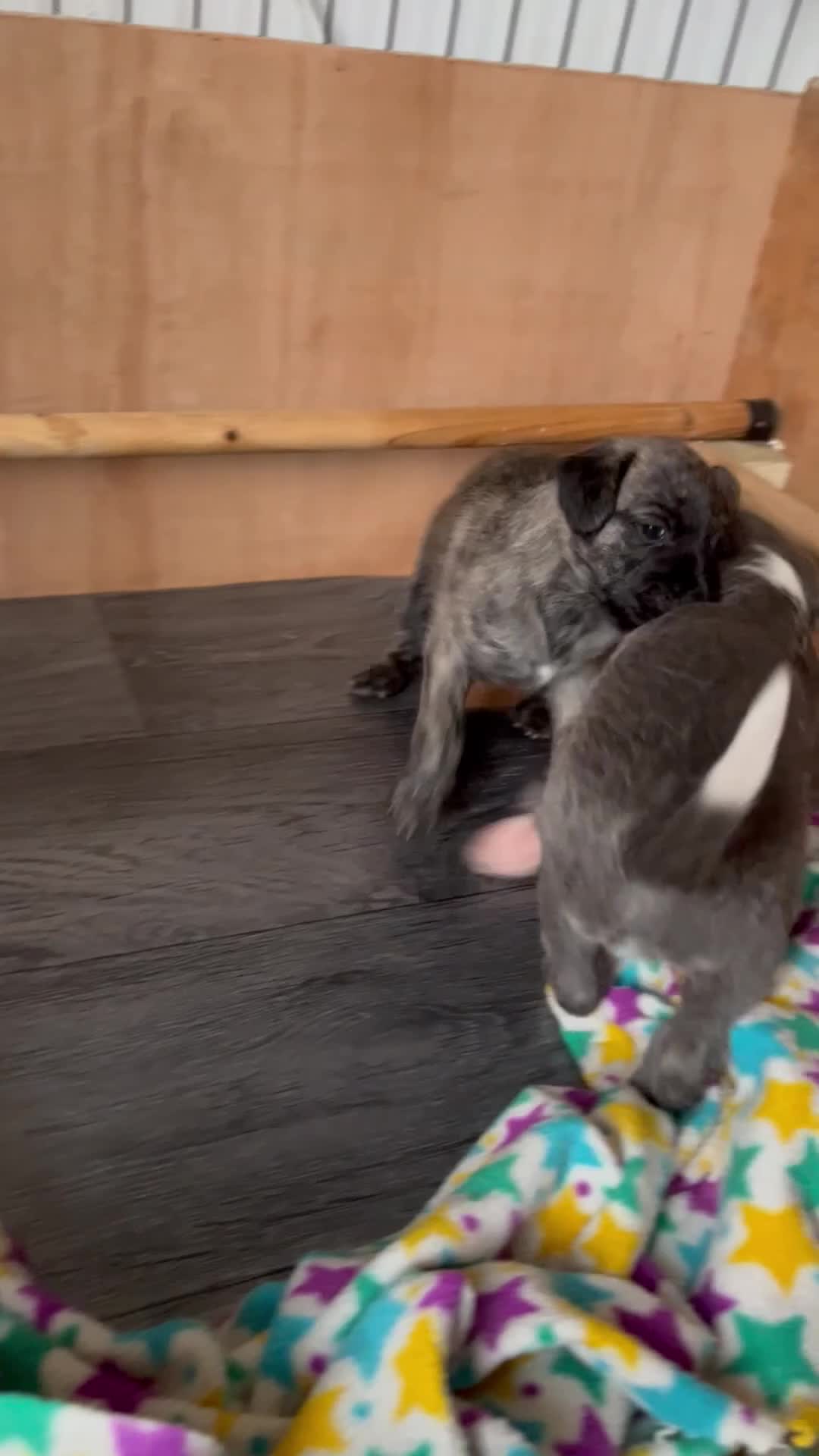 Mixed Breed dogs for sale: Bedlington whippets  - Video 1