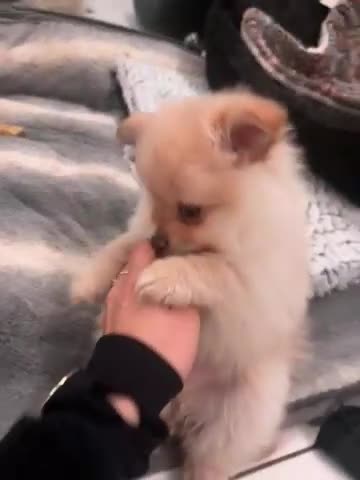 Pomeranian dogs for sale: One beautiful Pomeranian for sale - Video 2