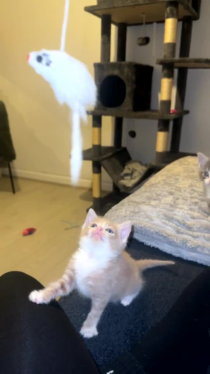 Mixed Breed cats for sale: 5 beautiful kittens - Video 4