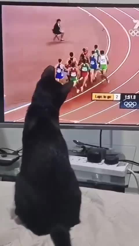 Mixed Breed cats for adoption: ALLEY -AFFECTIONATE KITTEN HAPPY WITH OTHER CAT  - Video 1