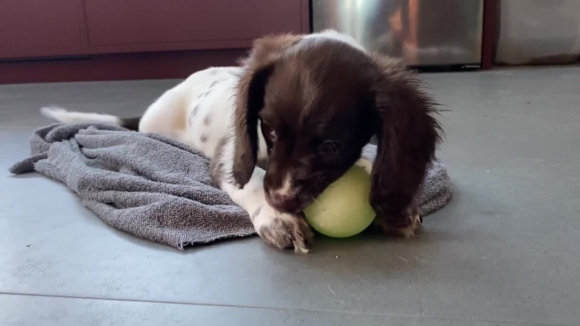 English Springer Spaniel dogs for sale: KC Registered English Springer Spaniel Female Pups - Video 2