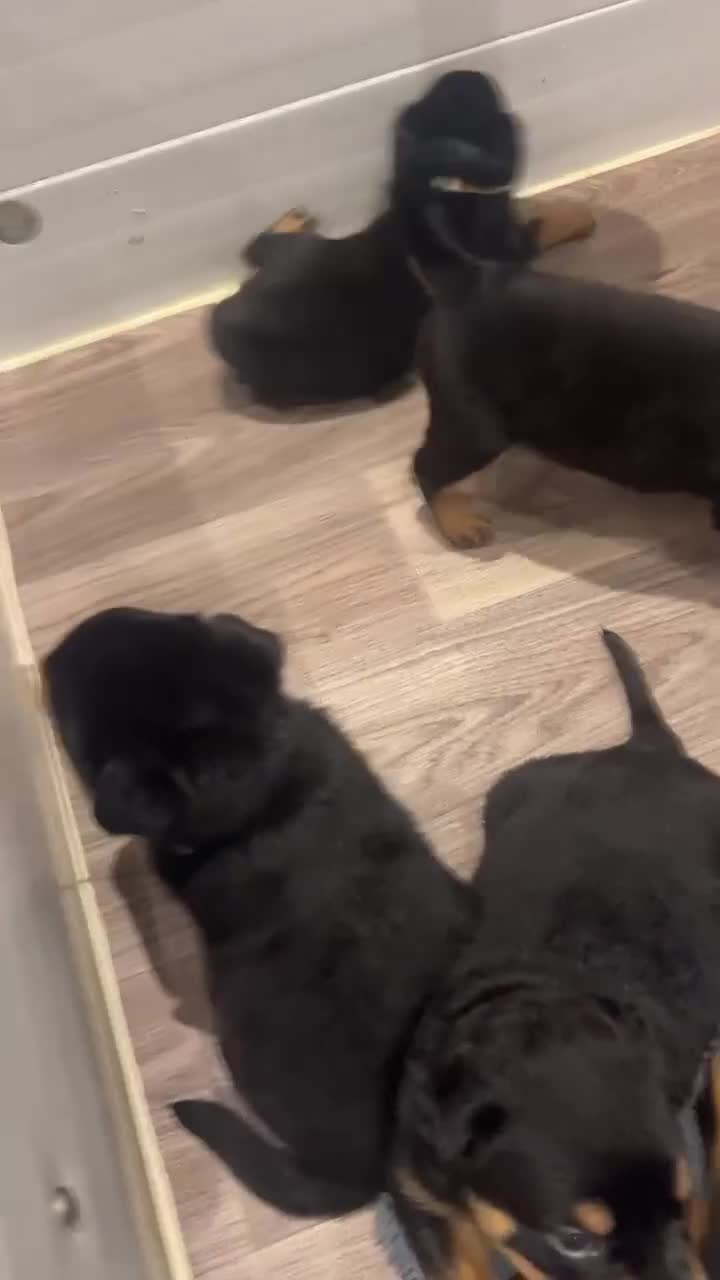 Rottweiler dogs for stud: Rottweiler For Stud - Video 1