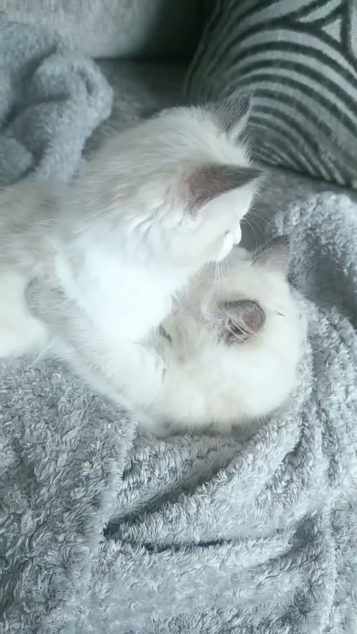 Ragdoll cats for sale:  2 Beautiful Ragdoll Boys 🐾 - Video 2