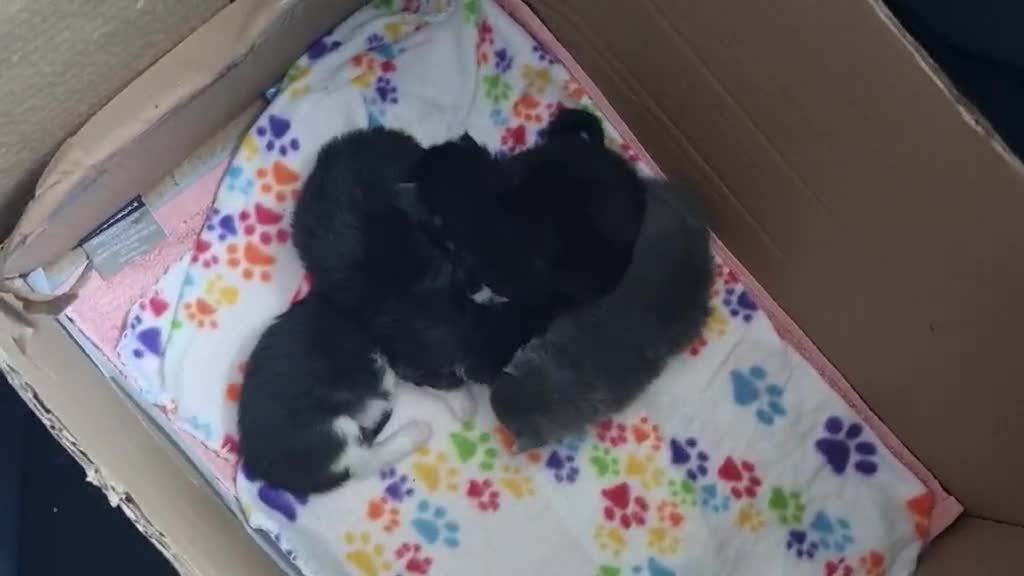 Mixed Breed cats for sale: Maine coon cross  - Video 2
