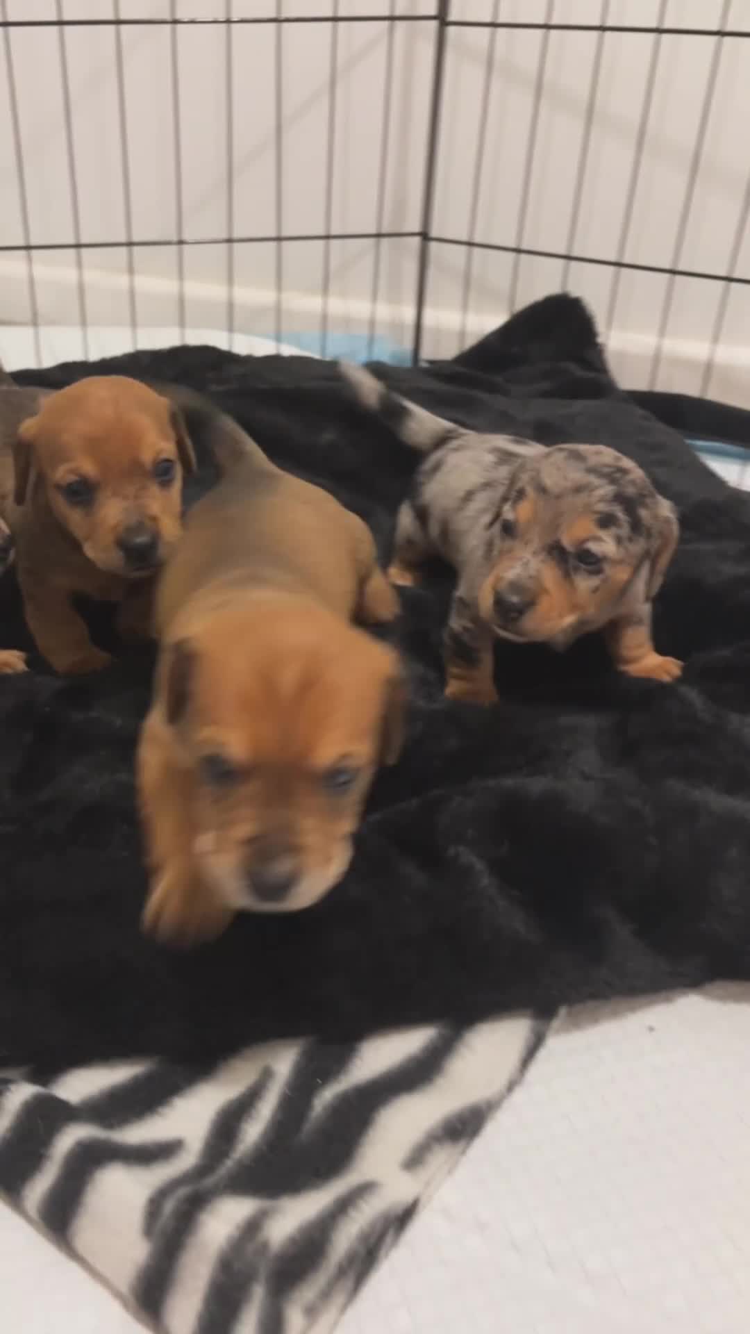 Mixed Breed dogs for sale: Two beautiful brown boys(chocolate& cream &dapple) - Video 1
