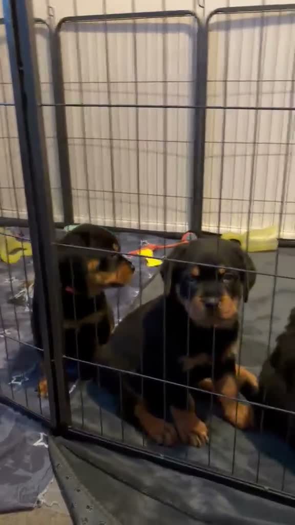 Rottweiler dogs for sale: Pure Breed Rottweiler  - Video 3