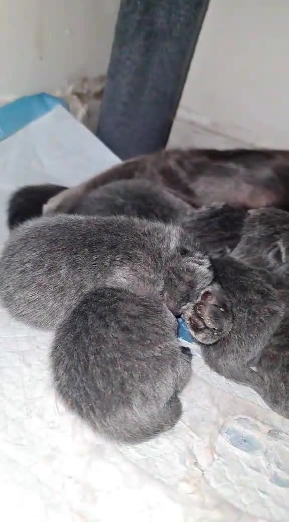 British Shorthair cats for sale: Bsh/russian blue babies 👶  - Video 2