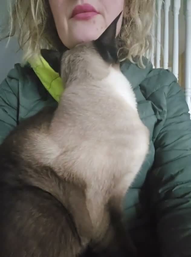Siamese cats for sale: Sad rehoming  - Video 1