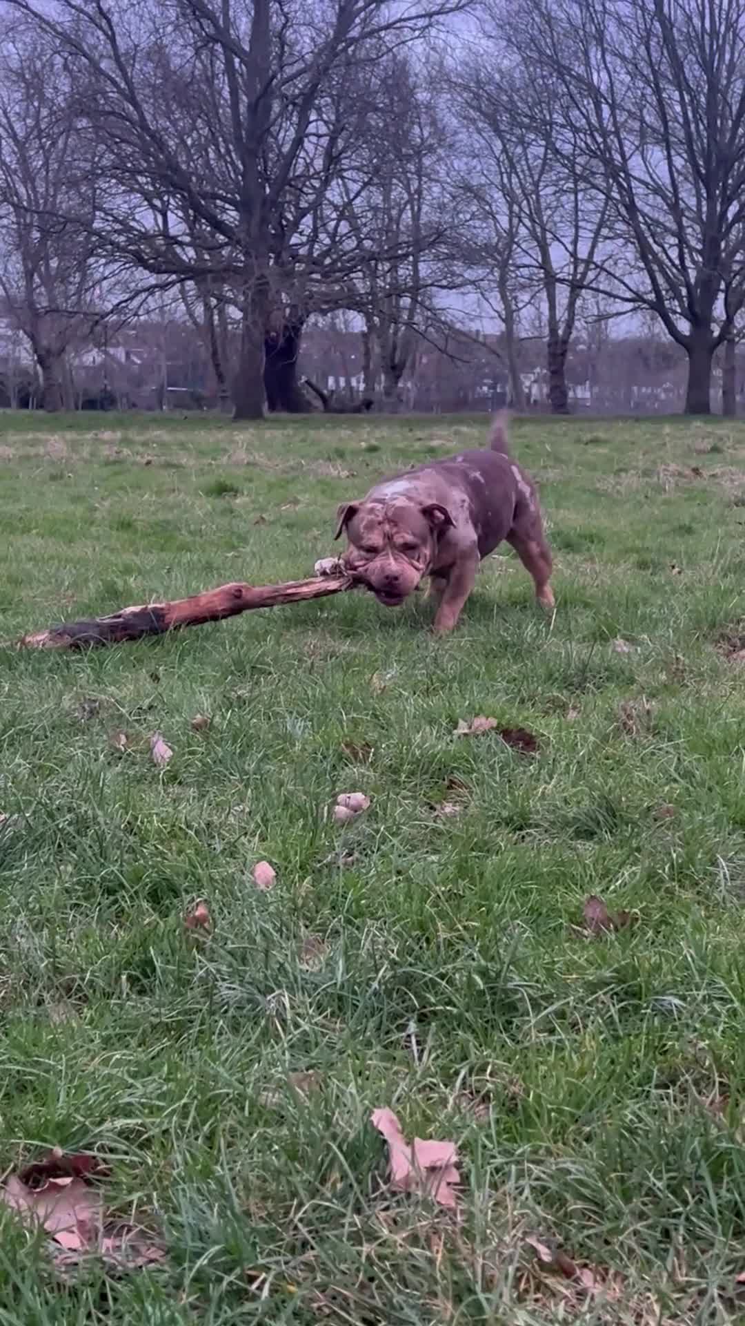 American Bulldog dogs for sale: Pocket bully female ( Asia  - Video 1