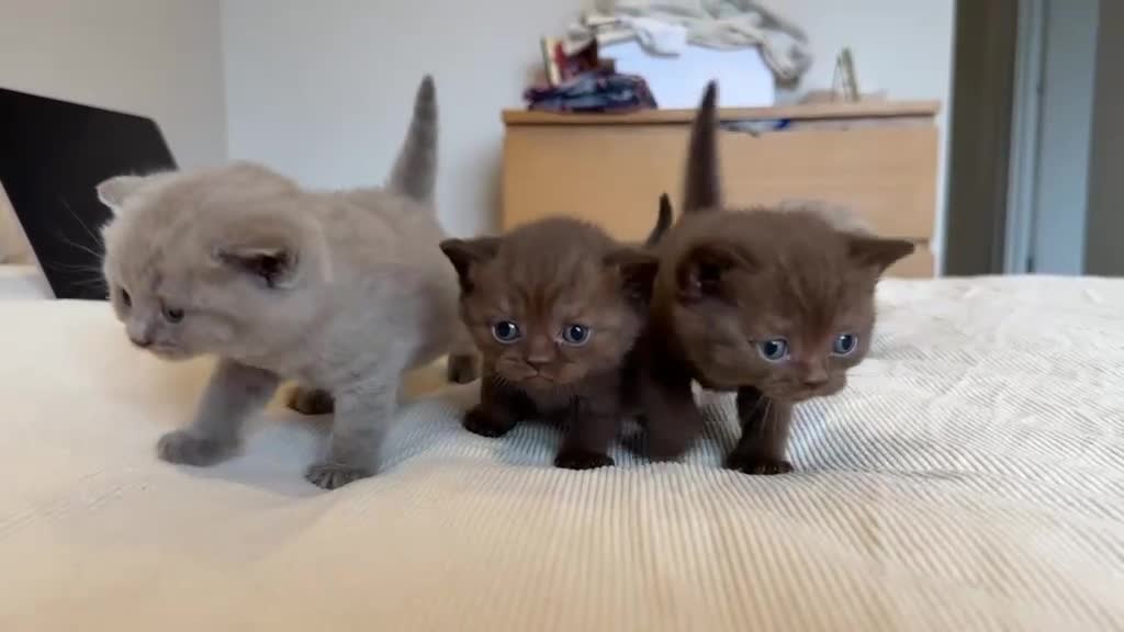 British Shorthair cats for sale: British Shorthair Kittens - Video 2