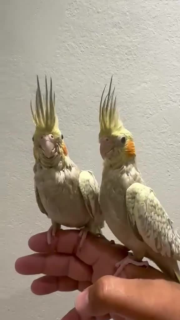Cockatiels birds for sale: Hand Reared Silly Tamed Cockatiel - Video 1