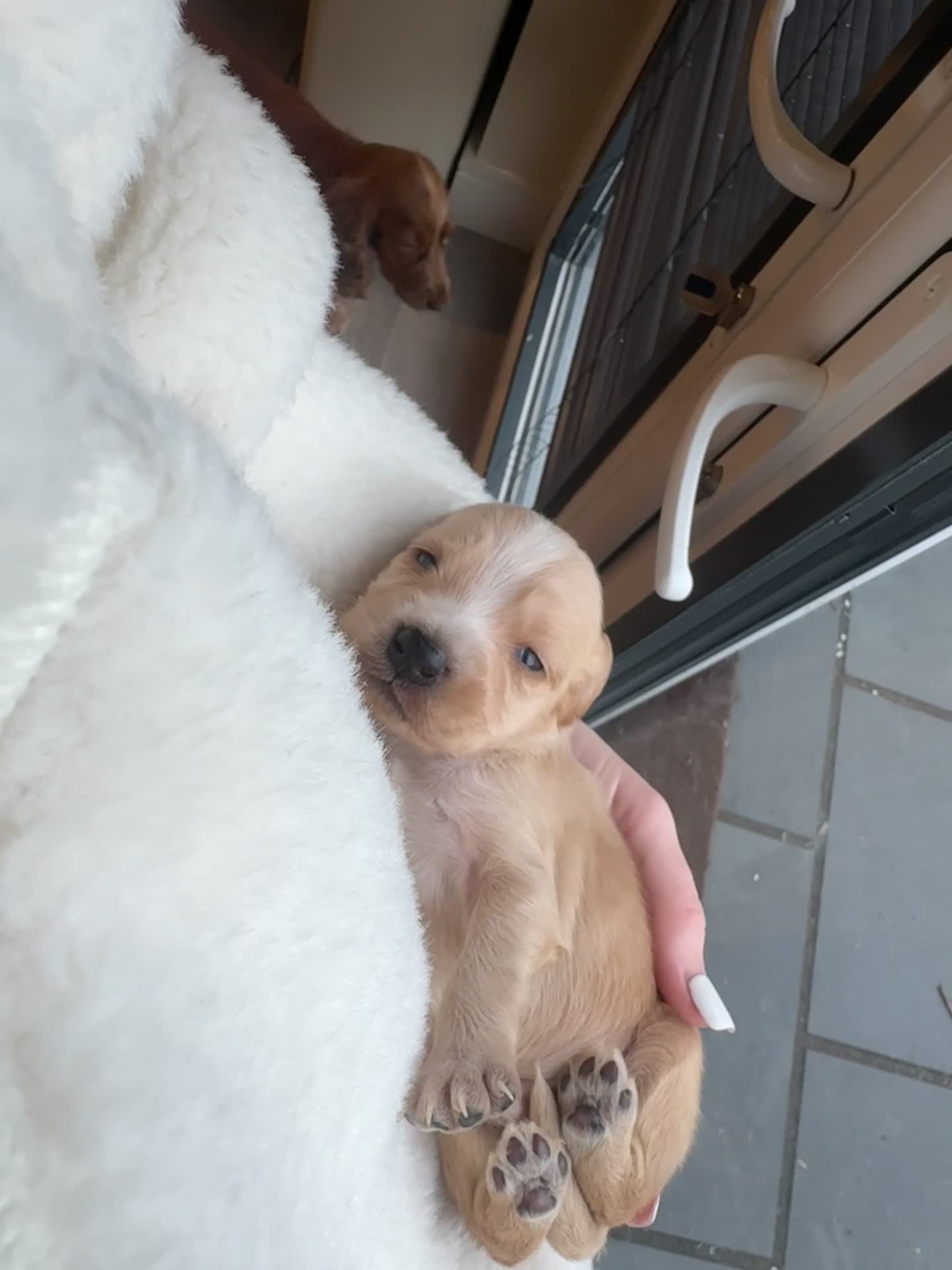 Cockerdor dogs for sale: Cockerdor/ Spanador Puppies. KC registered parents - Video 2