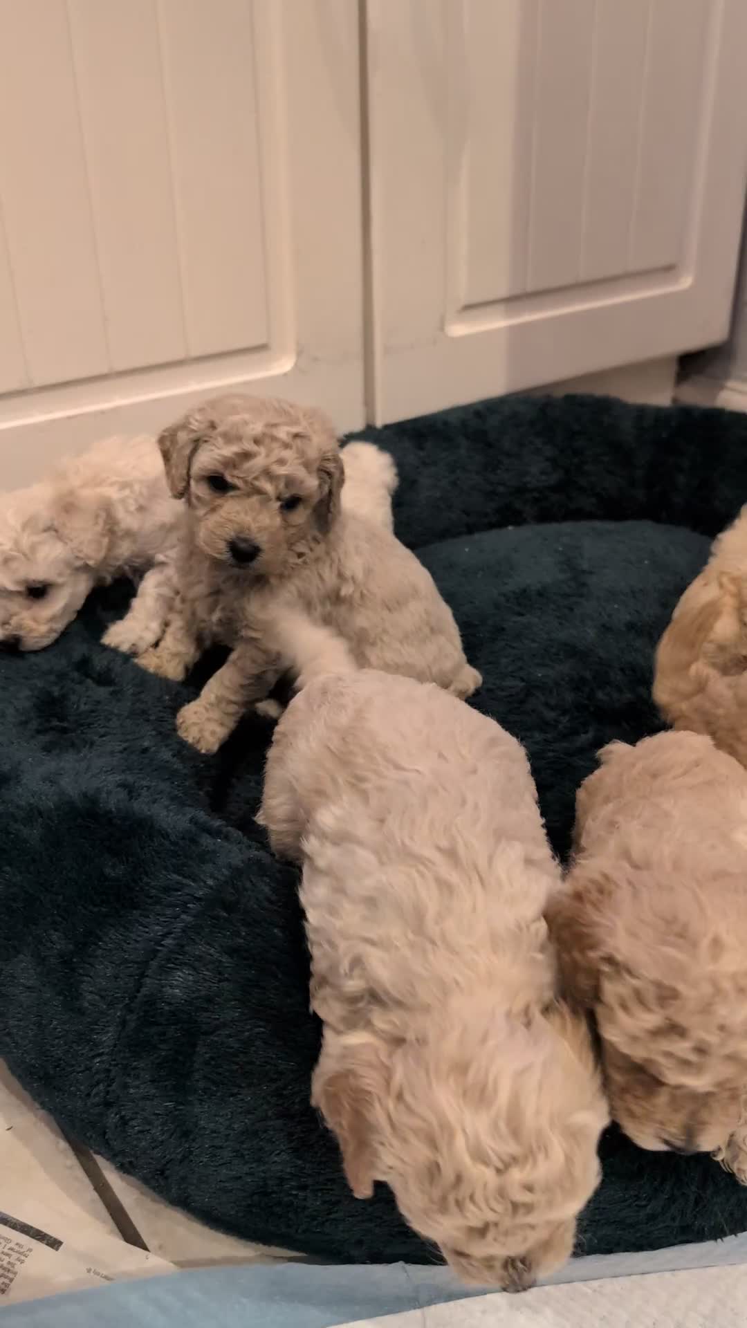 Poochon dogs for sale: Stunning F1 Toy Poochon Puppies BOYS - Video 1