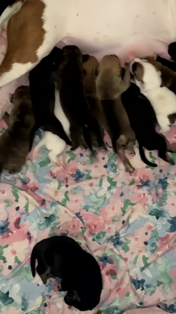 Mixed Breed dogs for sale: Bullherder puppies  - Video 1
