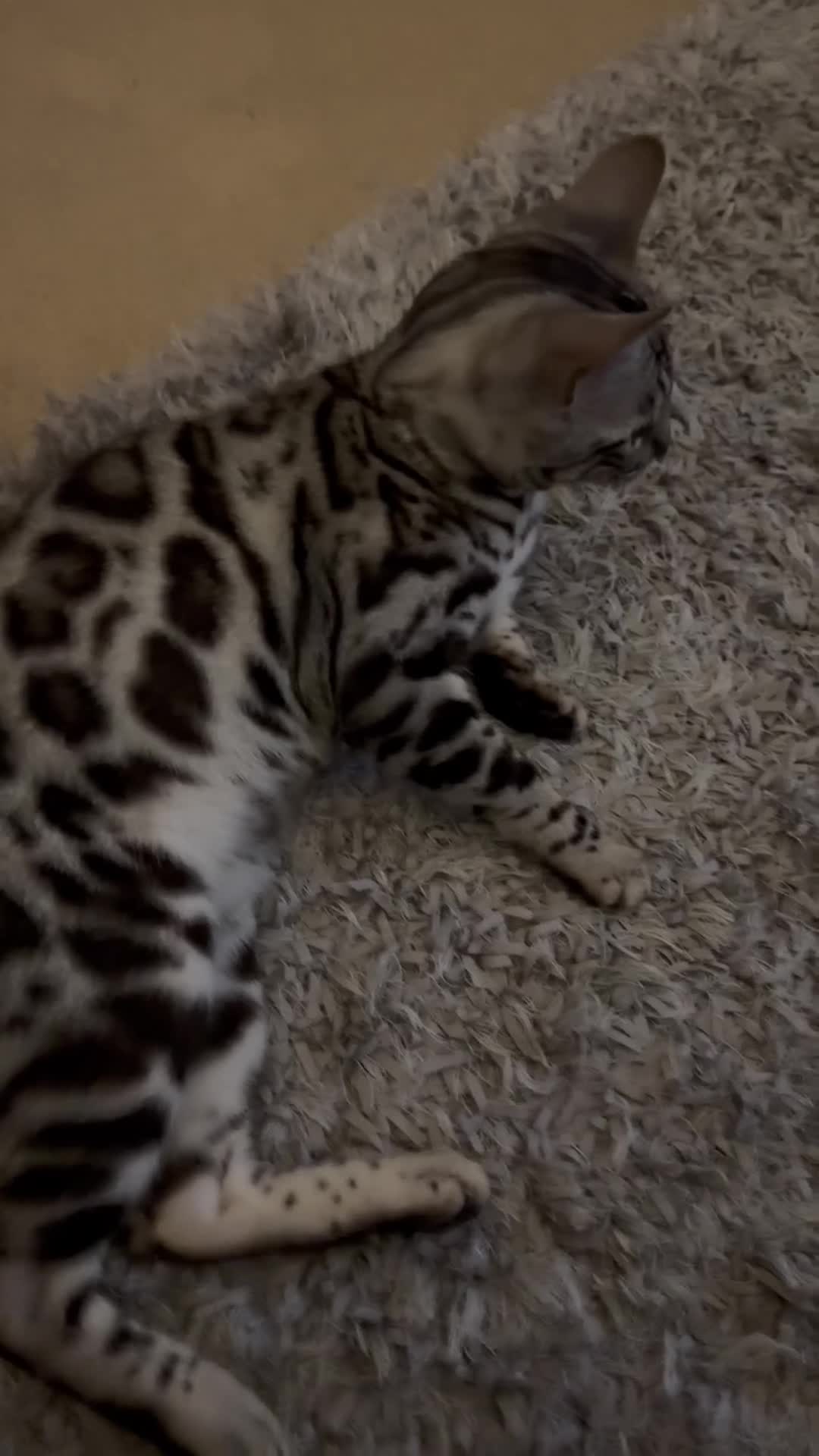 Bengal cats for sale: Silver rosetted Bengal🐆 - Video 5