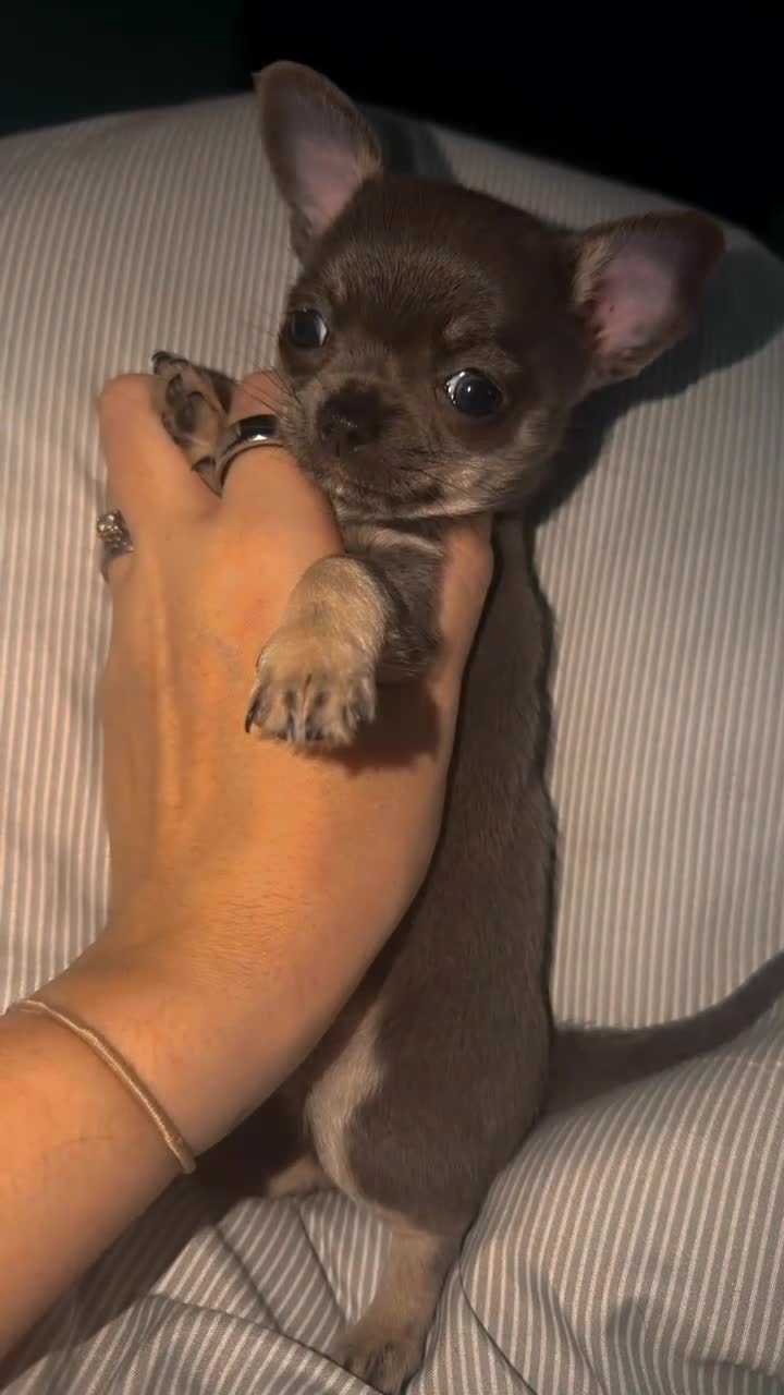 Chihuahua dogs for sale: Lilac chi boy - ready too leave 🩵 - Video 1