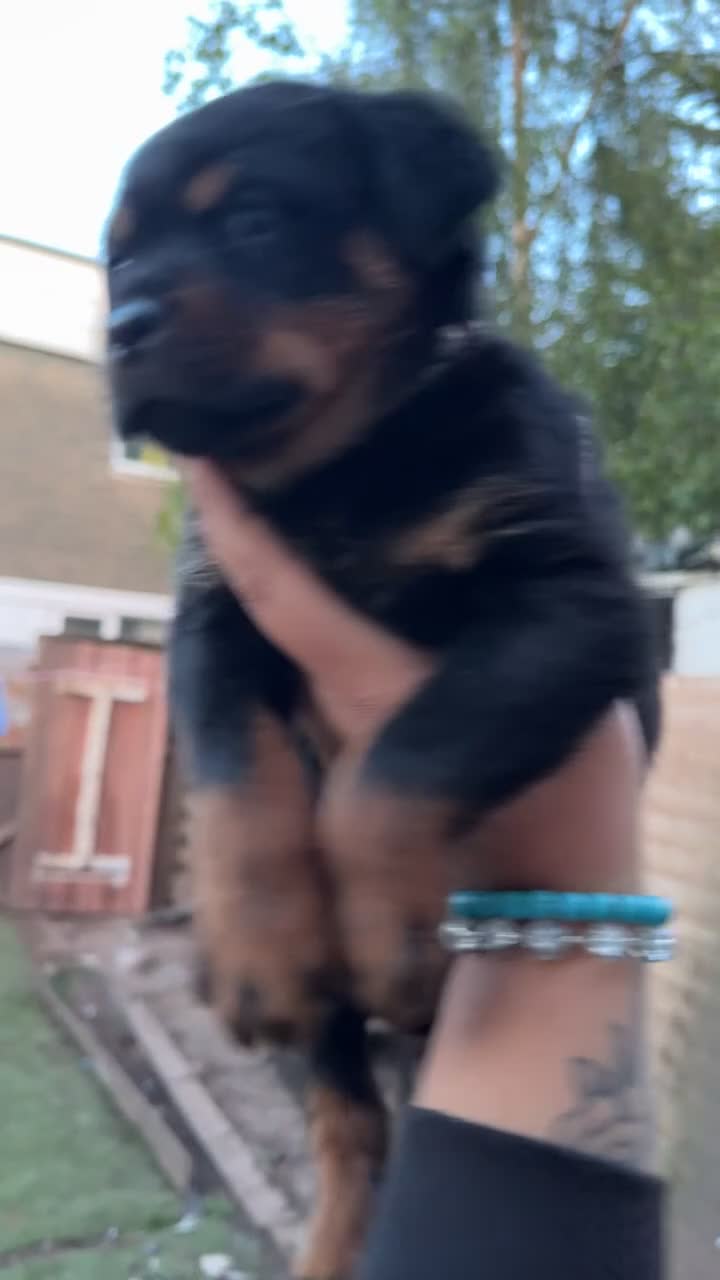 Rottweiler dogs for sale: 1 beautiful healthy Rottweiler pup - Video 1