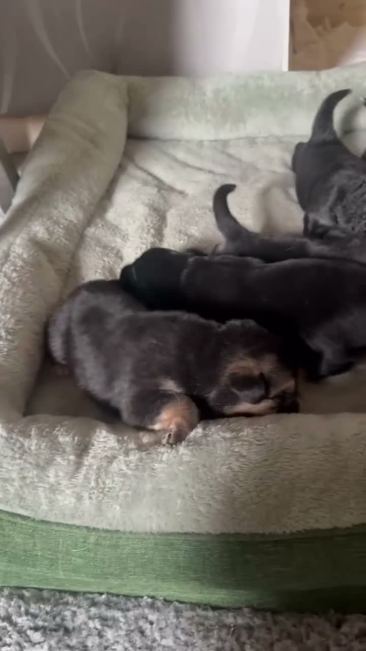 Mixed Breed dogs for sale: 4male 1 female puppies in Bury - Video 1