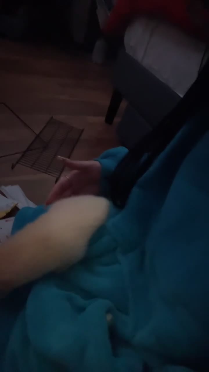 Ferret rodents for sale: Raffaelo  - Video 1