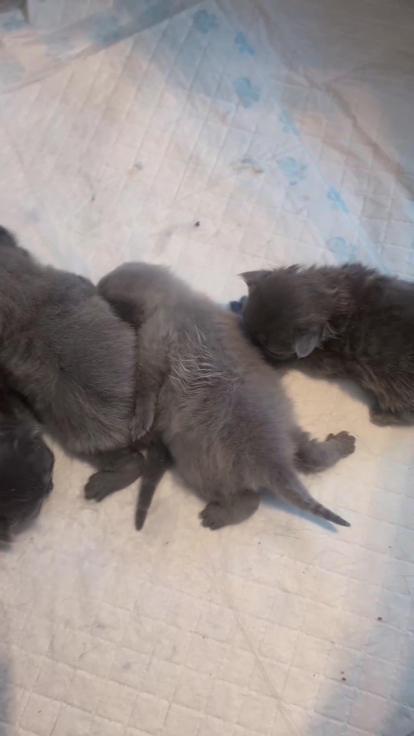 British Longhair cats for sale: British longhair kittens - Video 1