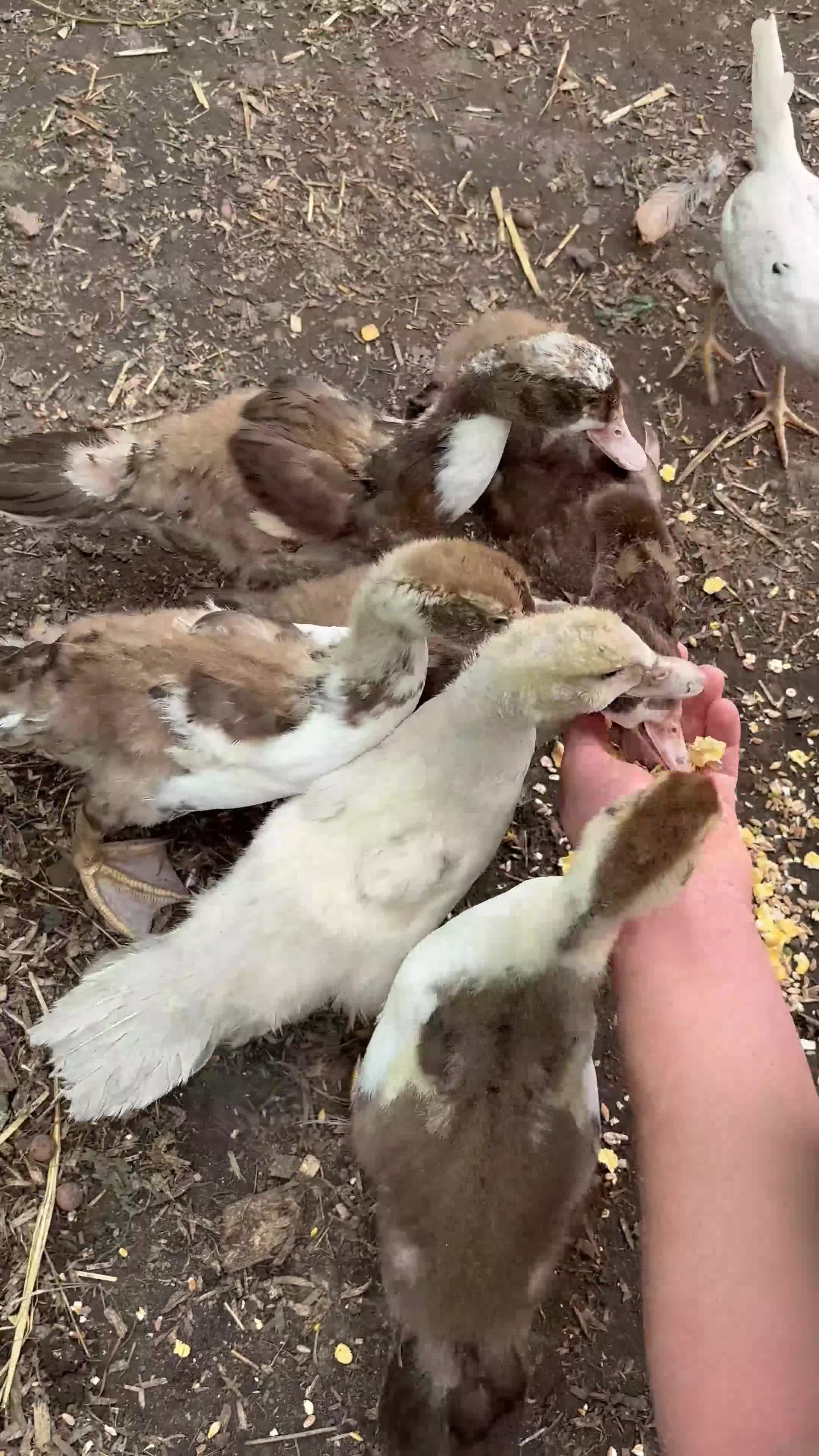 Ducks poultry for sale: Gorgeous and Muscovy ducklings - Video 1
