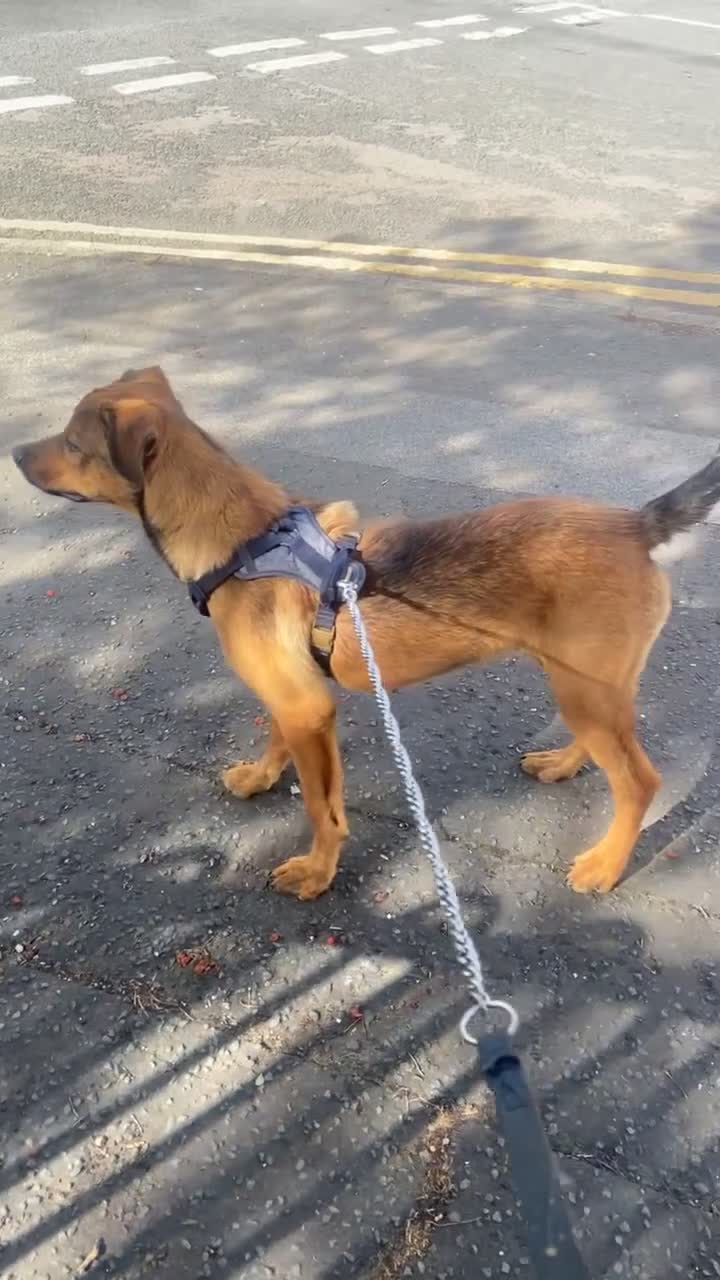Mixed Breed dogs for sale: Rottweiler x Dutch shepherd  - Video 2