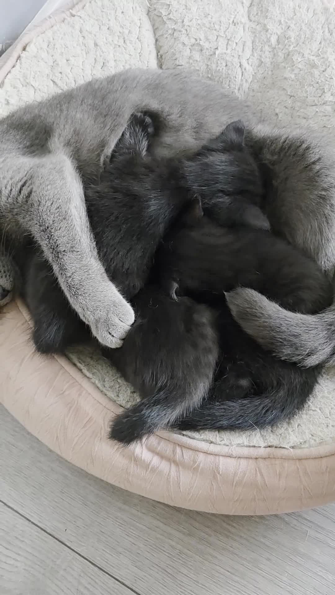 Mixed Breed cats for sale: Beautiful kittens for sale - Video 1