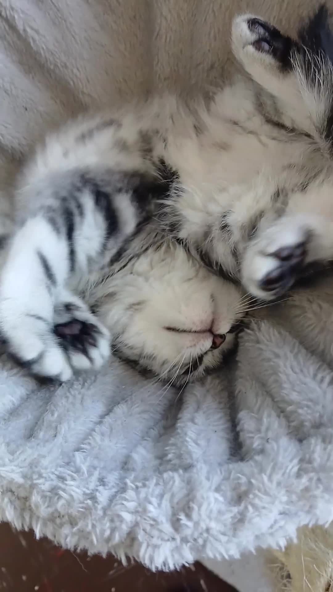 British Shorthair cats for sale: Bsh .Silver Classic Tabby. GCCF. - Video 1